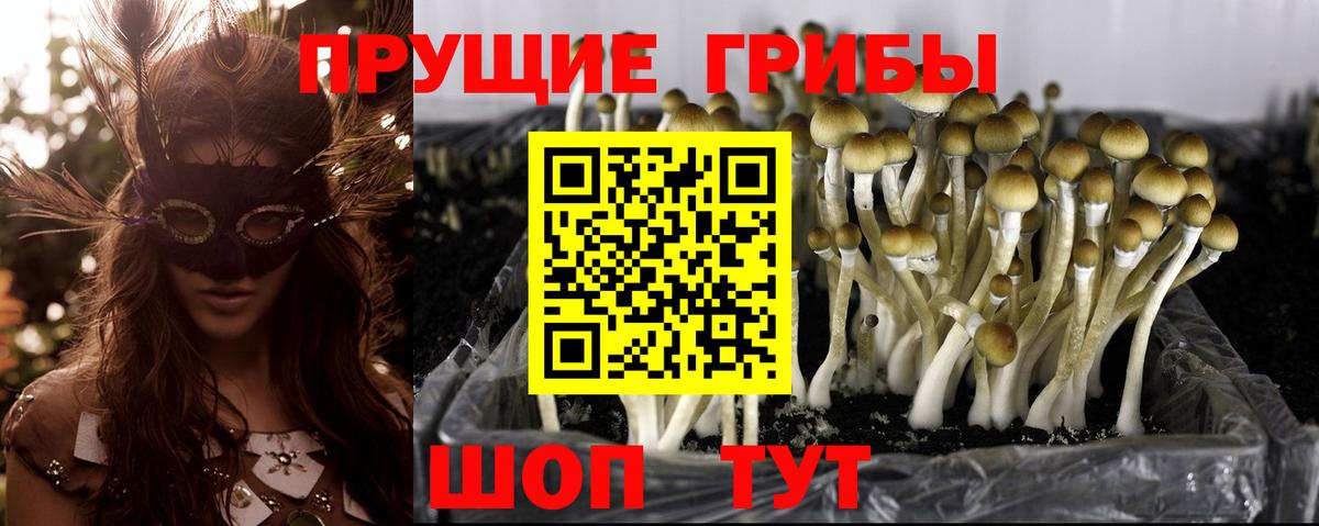 Галлюциногенные грибы GOLDEN TEACHER  Вход с VPN  Артёмовский  Галлюциногенные грибы прущие грибы 